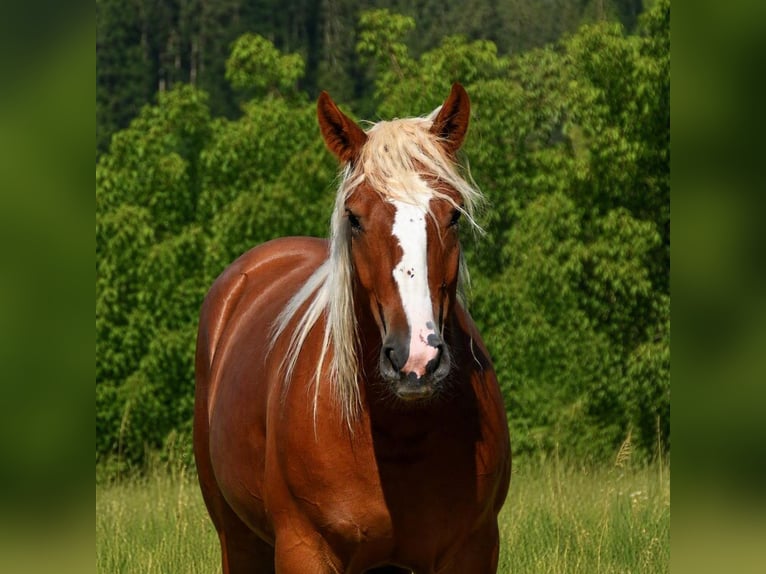 Cavallo della foresta nera Stallone 2 Anni Sauro in Bonndorf im Schwarzwald