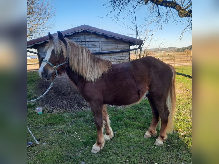 Cavallo della foresta nera Stallone 2 Anni Sauro scuro in Villingen-Schwenningen