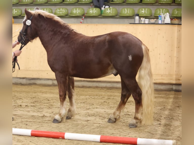 Cavallo della foresta nera Stallone 3 Anni 150 cm Sauro scuro in Schuttertal