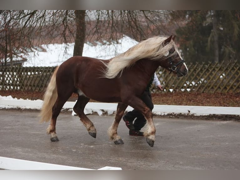 Cavallo della foresta nera Stallone 3 Anni 150 cm Sauro scuro in Schuttertal