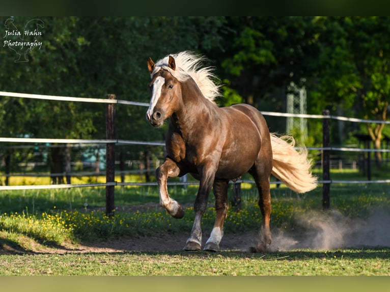 Cavallo della foresta nera Stallone 3 Anni 152 cm Sauro scuro in Babenhausen