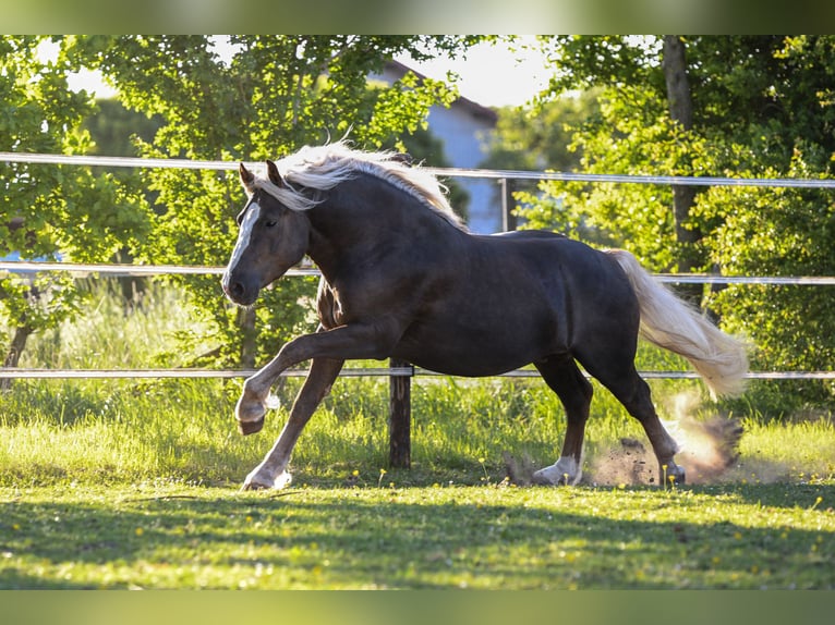 Cavallo della foresta nera Stallone 3 Anni 152 cm Sauro scuro in Babenhausen