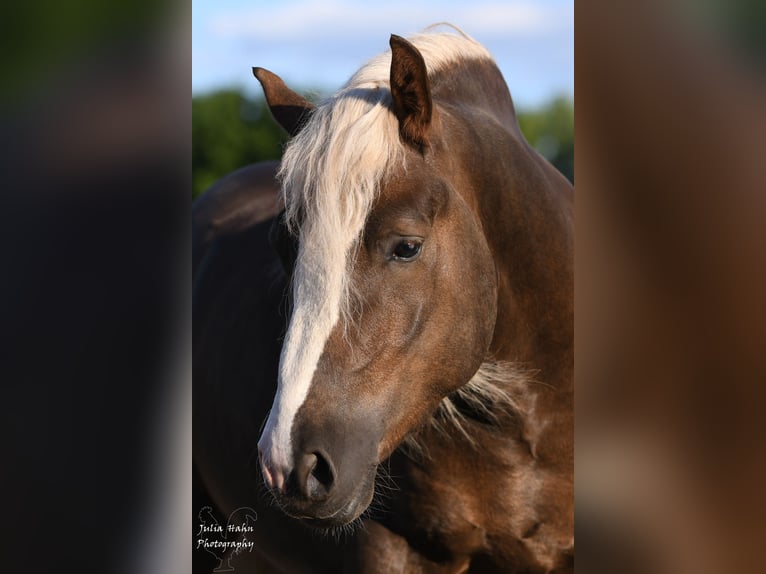 Cavallo della foresta nera Stallone 3 Anni 152 cm Sauro scuro in Babenhausen