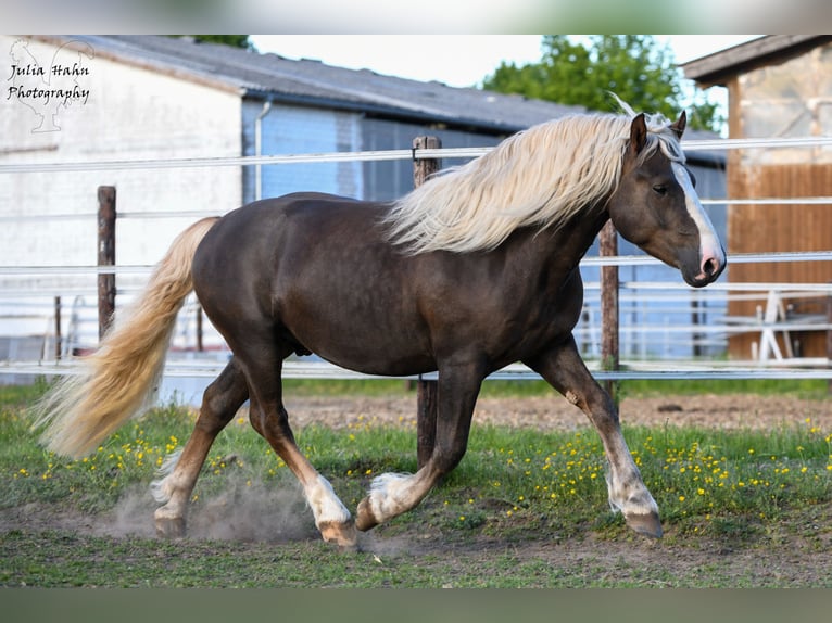 Cavallo della foresta nera Stallone 3 Anni 152 cm Sauro scuro in Babenhausen