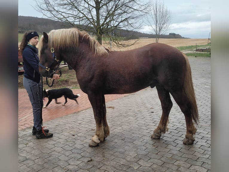 Cavallo della foresta nera Stallone 3 Anni 152 cm Sauro scuro in Wangelnstedt