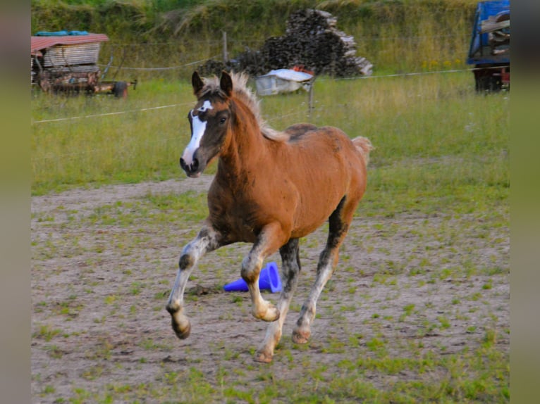 Cavallo della foresta nera Stallone Puledri
 (03/2024) 152 cm Sauro scuro in Bonndorf im Schwarzwald