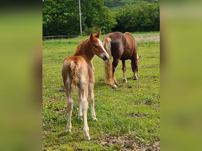 Cavallo della foresta nera Stallone Puledri (04/2026) 152 cm Sauro scuro in Northeim