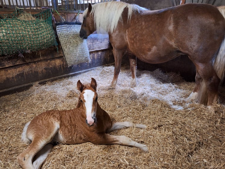 Cavallo della foresta nera Stallone Puledri (05/2025) 153 cm Sauro scuro in Gutach im Breisgau
