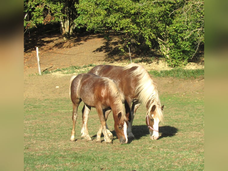 Cavallo della foresta nera Stallone Puledri (04/2026) 155 cm Sauro in Balingen