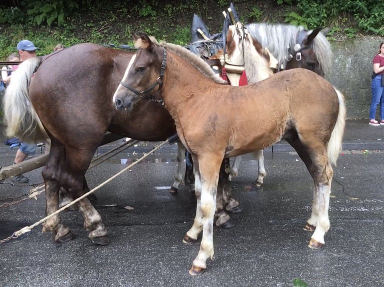 Cavallo della foresta nera Stallone Puledri (04/2024) 155 cm Sauro scuro in Gerstetten