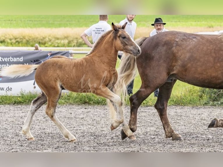 Cavallo della foresta nera Stallone Puledri (04/2024) 155 cm Sauro scuro in Gerstetten