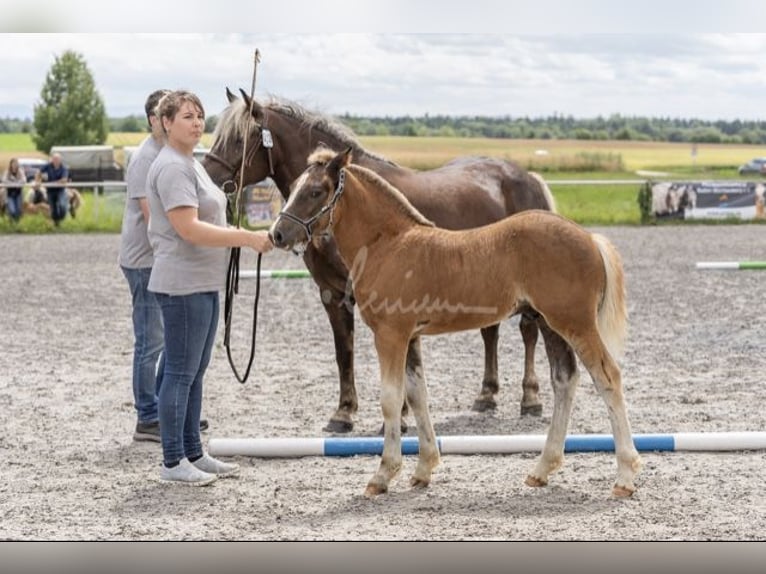 Cavallo della foresta nera Stallone Puledri (04/2024) 155 cm Sauro scuro in Gerstetten