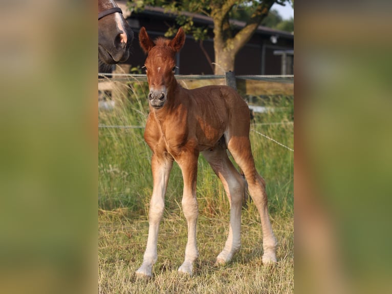 Cavallo della foresta nera Stallone  155 cm Sauro scuro in Ankum
