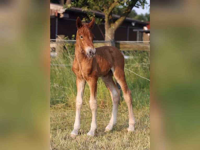 Cavallo della foresta nera Stallone  155 cm Sauro scuro in Ankum