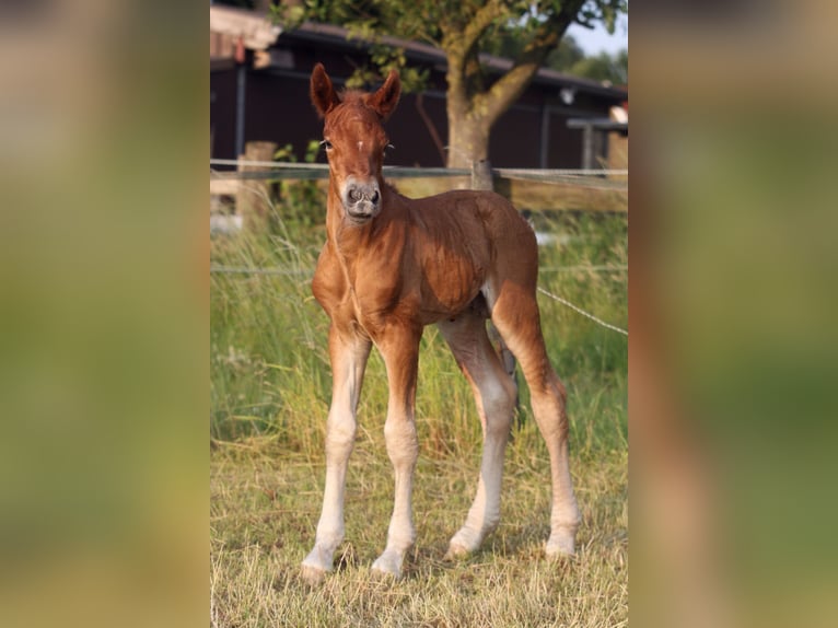 Cavallo della foresta nera Stallone  155 cm Sauro scuro in Ankum