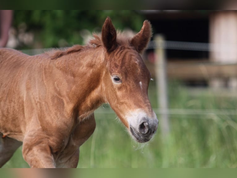 Cavallo della foresta nera Stallone  155 cm Sauro scuro in Ankum