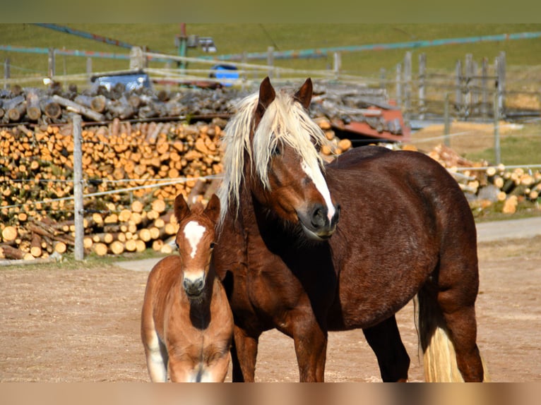 Cavallo della foresta nera Stallone Puledri (02/2025) 155 cm Sauro scuro in Bonndorf im Schwarzwald