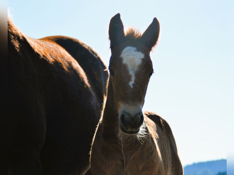 Cavallo della foresta nera Stallone Puledri (02/2025) 155 cm Sauro scuro in Bonndorf im Schwarzwald