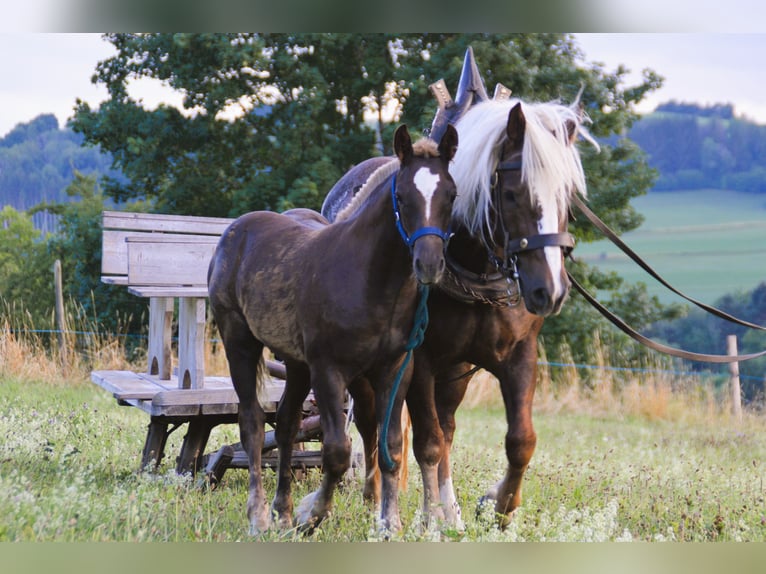 Cavallo della foresta nera Stallone Puledri (02/2025) 155 cm Sauro scuro in Bonndorf im Schwarzwald