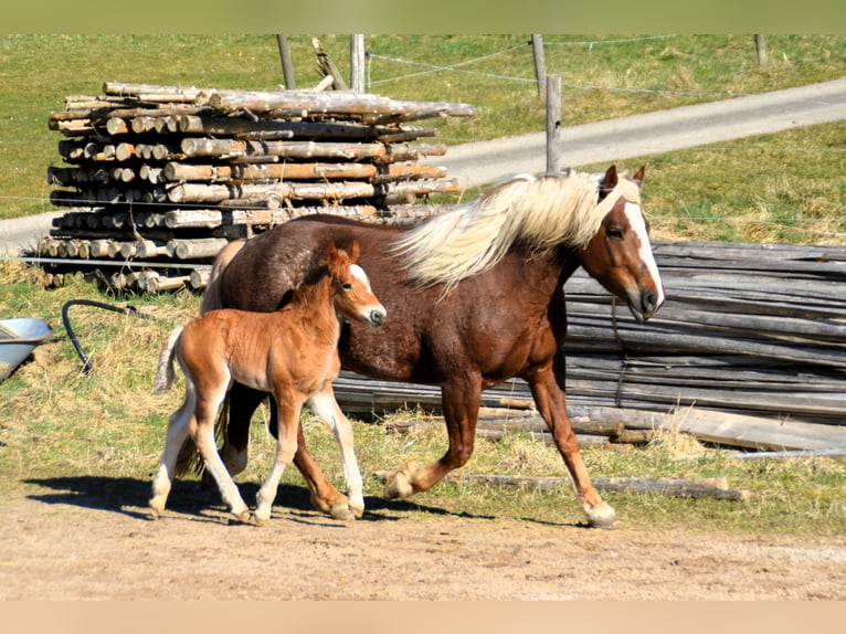 Cavallo della foresta nera Stallone Puledri (02/2025) 155 cm Sauro scuro in Bonndorf im Schwarzwald