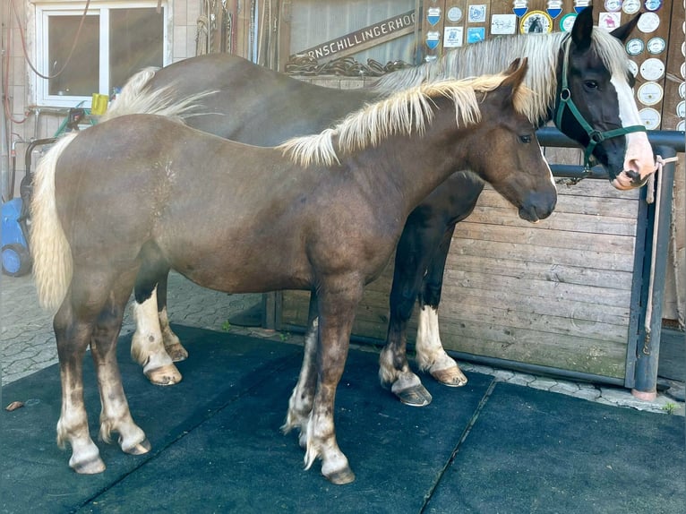 Cavallo della foresta nera Stallone Puledri (04/2024) 155 cm Sauro scuro in Freiamt