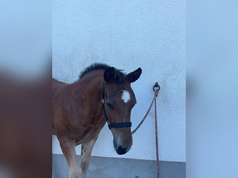 Cavallo della foresta nera Stallone Puledri (05/2024) Baio in Münsingen