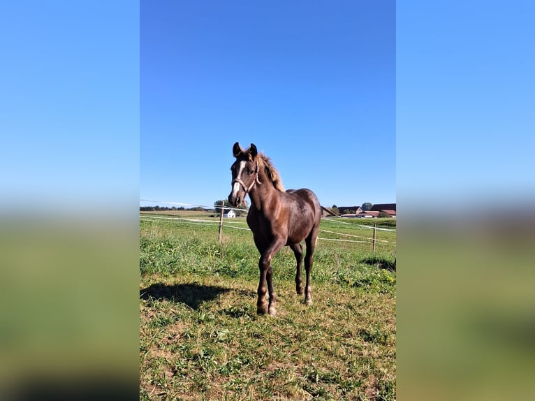 Cavallo della foresta nera Stallone Puledri (01/2026)  in Bergatreute