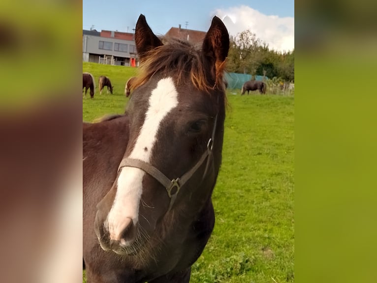 Cavallo della foresta nera Stallone Puledri (04/2025) in Pfalzgrafenweiler