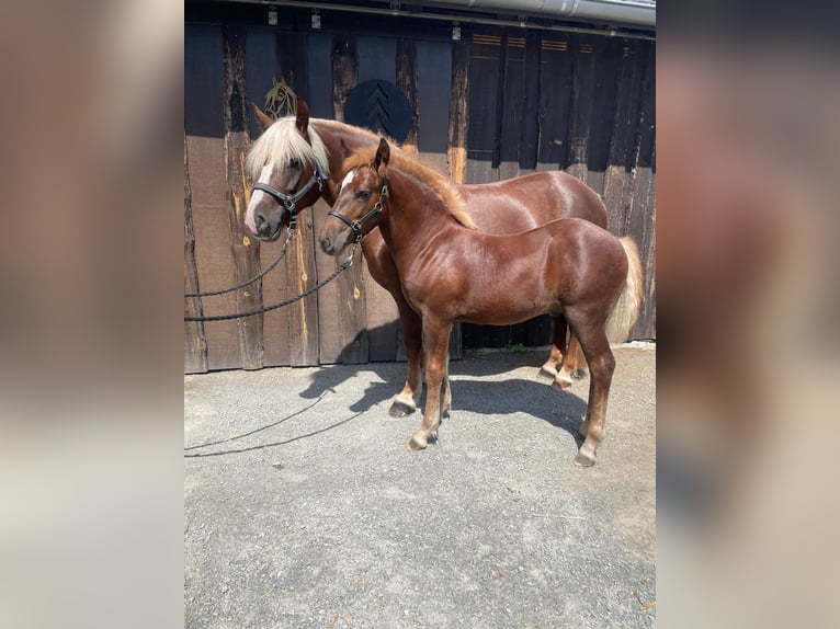 Cavallo della foresta nera Stallone Puledri
 (04/2024) in Belgern