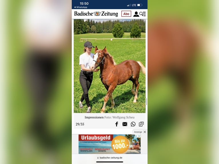 Cavallo della foresta nera Stallone Puledri (05/2024) in Freiamt