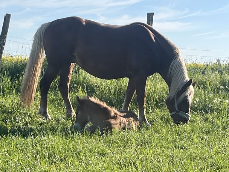 Cavallo della foresta nera Stallone  Sauro in Reichelsheim
