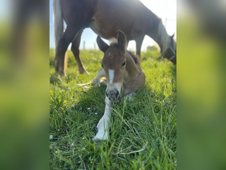 Cavallo della foresta nera Stallone  Sauro in Reichelsheim