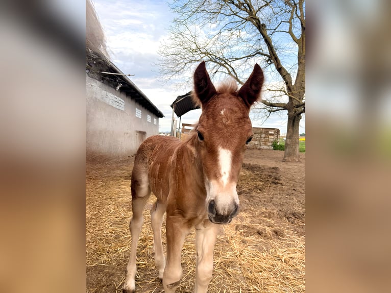 Cavallo della foresta nera Stallone  Sauro in Reichelsheim