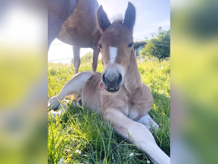 Cavallo della foresta nera Stallone  Sauro in Reichelsheim