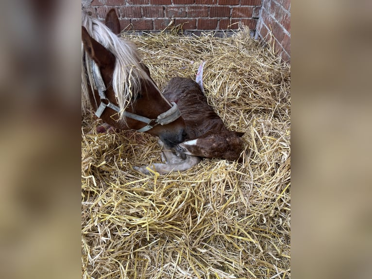 Cavallo della foresta nera Stallone  Sauro in Reichelsheim