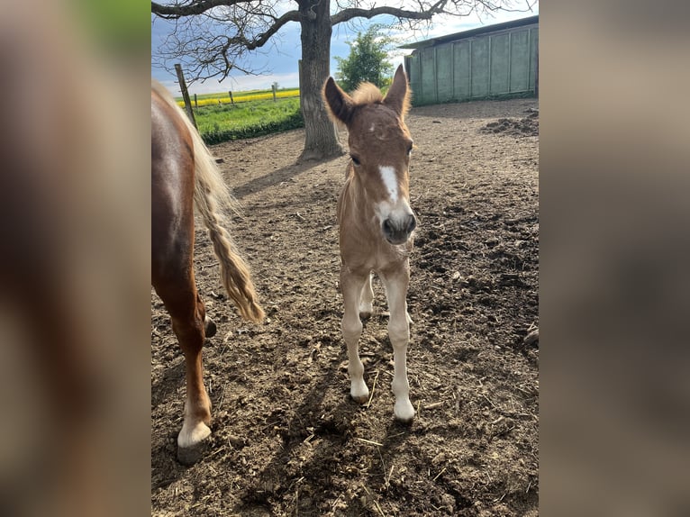 Cavallo della foresta nera Stallone  Sauro in Reichelsheim