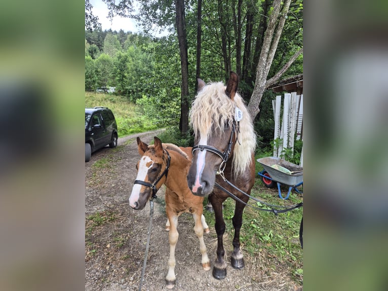 Cavallo della foresta nera Stallone Puledri (05/2026) Sauro scuro in Waldbrunn
