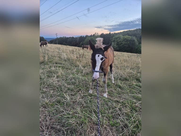 Cavallo della foresta nera Stallone Puledri (05/2026) Sauro scuro in Waldbrunn