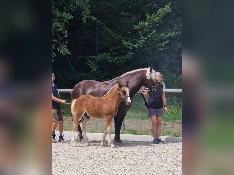 Cavallo della foresta nera Stallone Puledri (05/2026) Sauro scuro in Waldbrunn