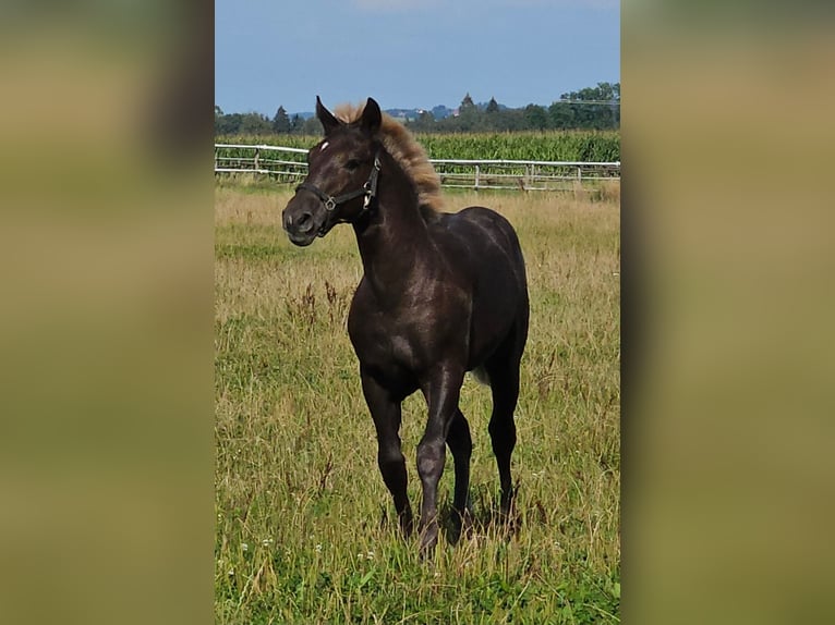 Cavallo della foresta nera Stallone Puledri
 (03/2024) Sauro scuro in Bad Wurzach