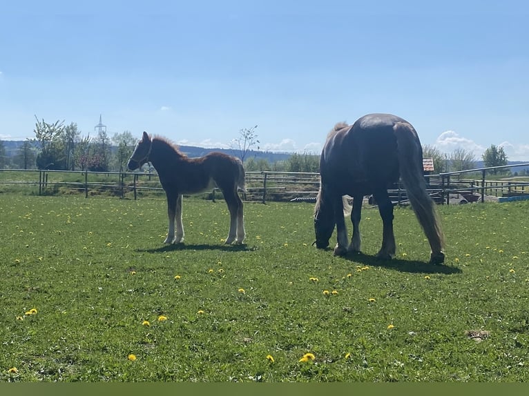 Cavallo della foresta nera Stallone  Sauro scuro in Bad Wurzach