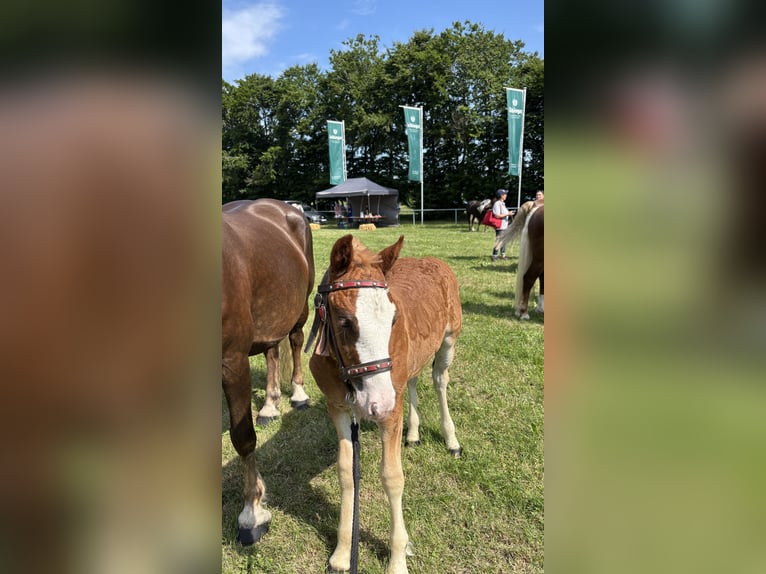 Cavallo della foresta nera Stallone  Sauro scuro in Bad Wurzach