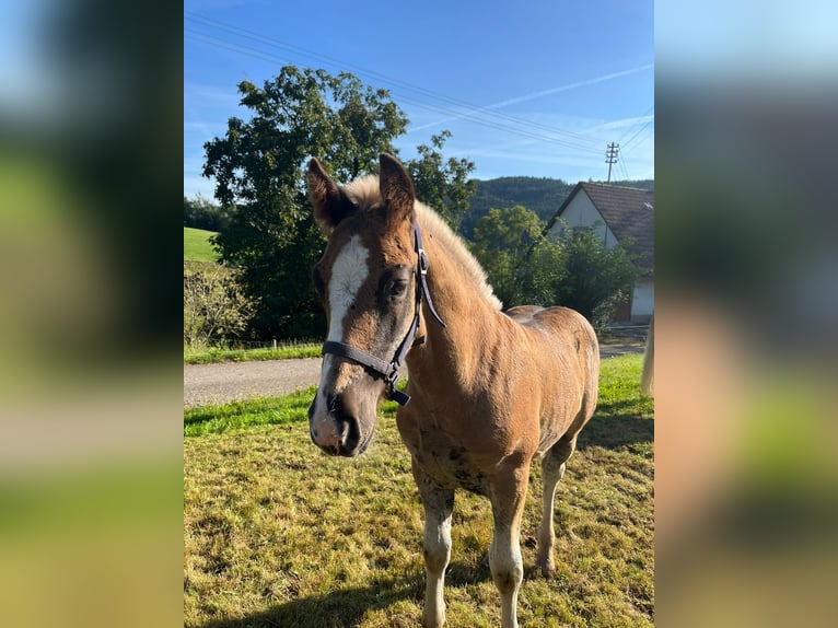 Cavallo della foresta nera Stallone Puledri (06/2025) Sauro scuro in Elzach-Prechtal