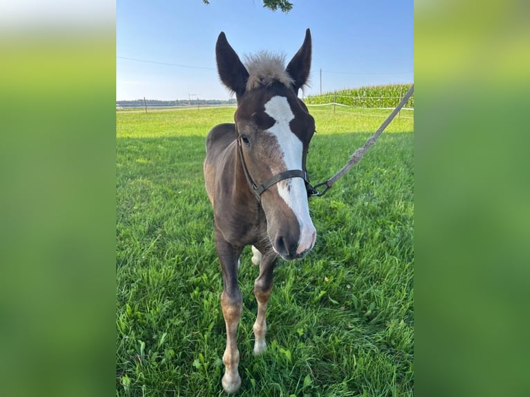 Cavallo della foresta nera Stallone Puledri (03/2025) Sauro scuro in Lonsee