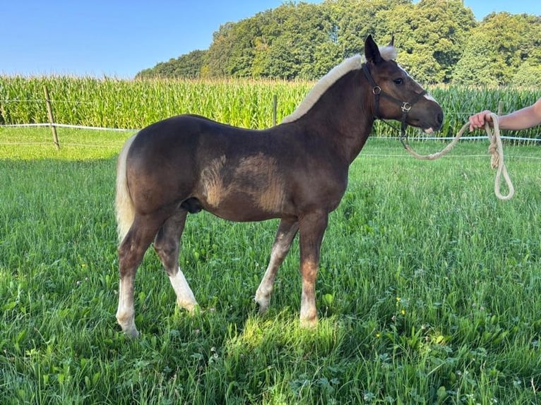 Cavallo della foresta nera Stallone Puledri (03/2025) Sauro scuro in Lonsee