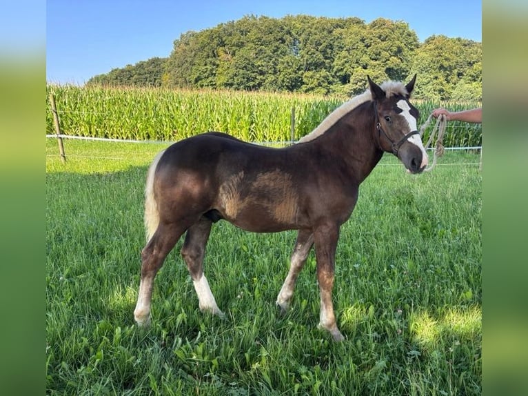 Cavallo della foresta nera Stallone Puledri (03/2025) Sauro scuro in Lonsee