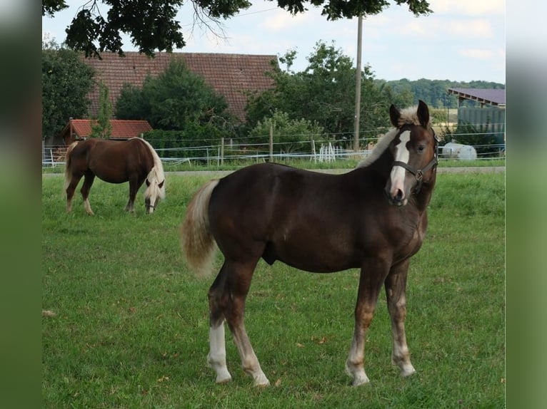 Cavallo della foresta nera Stallone Puledri (03/2025) Sauro scuro in Lonsee