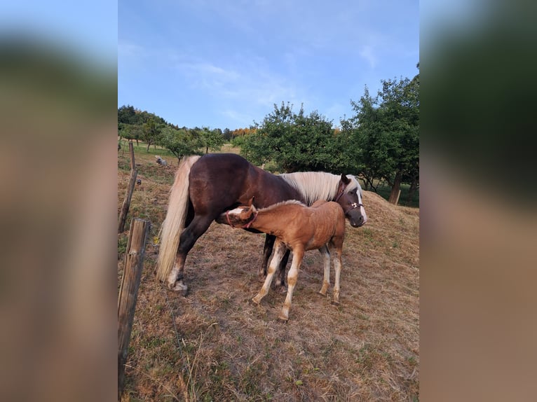 Cavallo della foresta nera Stallone Puledri (04/2026) Sauro scuro in Seelbach