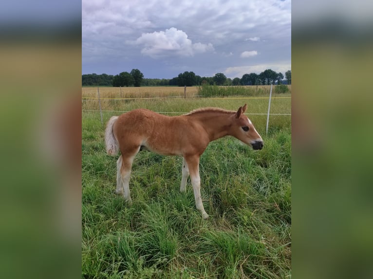 Cavallo della foresta nera Stallone Puledri (05/2025) Sauro scuro in Uetze
