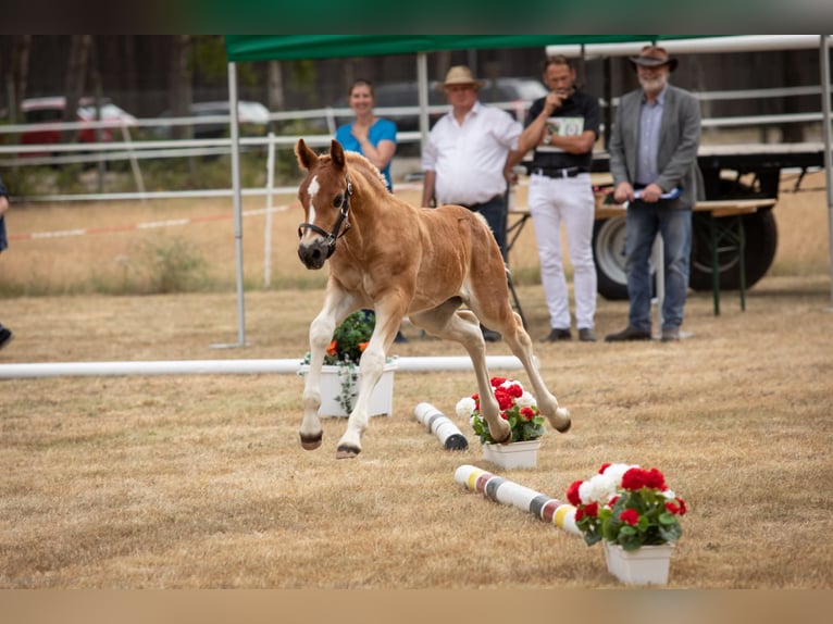 Cavallo della foresta nera Stallone Puledri (05/2025) Sauro scuro in Uetze